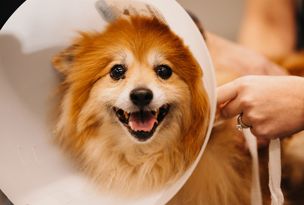 A red Pomeranian puppy wears a vet cone to protect against infection and injury. 