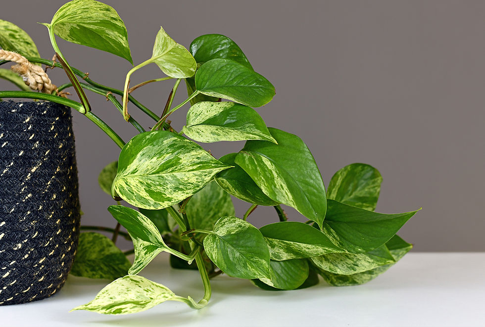 The leaves of a pothos plant flowing down from a flower pot. 