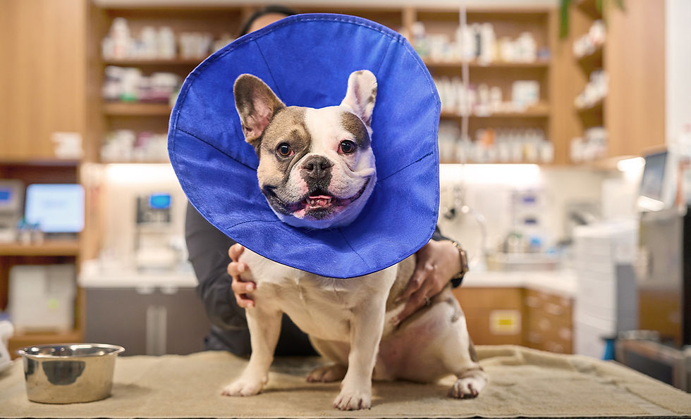 A bulldog wearing an Elizabethan collar sits on a vet table and looks at the camera. 