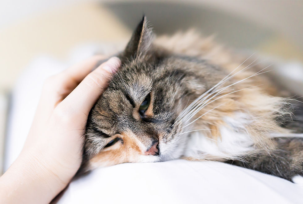 A hand pets a sleepy tabby cat.