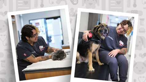 Veterinary technician in scrubs tending to pets in the ER.