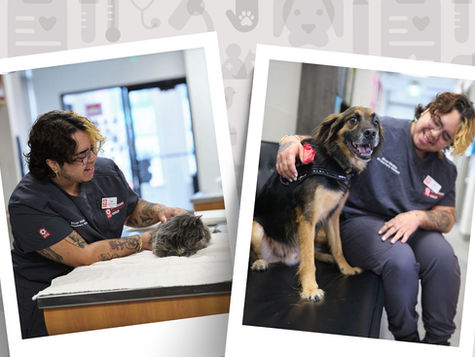 Veterinary technician in scrubs tending to pets in the ER.
