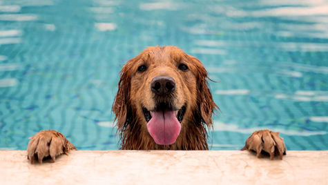 A golden retriever dog in a swimming pool with its paws up on the side of the pool