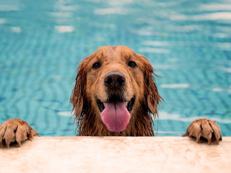 A golden retriever dog in a swimming pool with its paws up on the side of the pool