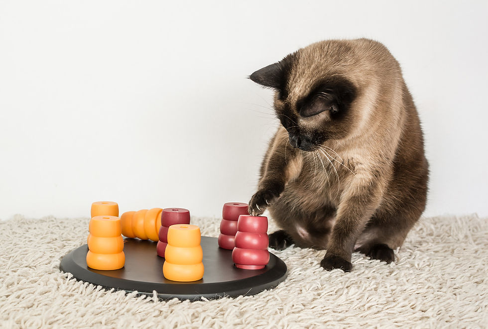 Cat enrichment activities don't have to be costly or take too much time. Read on for simple ways to keep your cat active and engaged. 