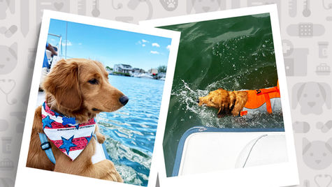 Golden dog in a bandana looks over the water while another dog in a life vest swims in the water