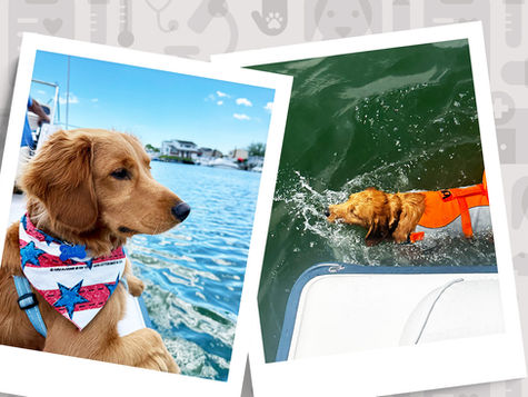 Two pictures of a dog ; one shows the dog on a boat on the ocean, the other swimming in water with a life vest on.