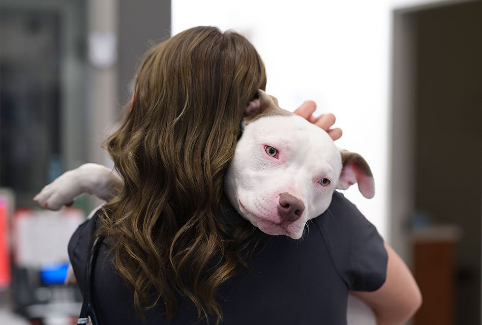 If your dog is off balance, bring them to VEG ER for Pets, open 24 hours every day. We offer prompt, compassionate emergency and urgent care for your pup.