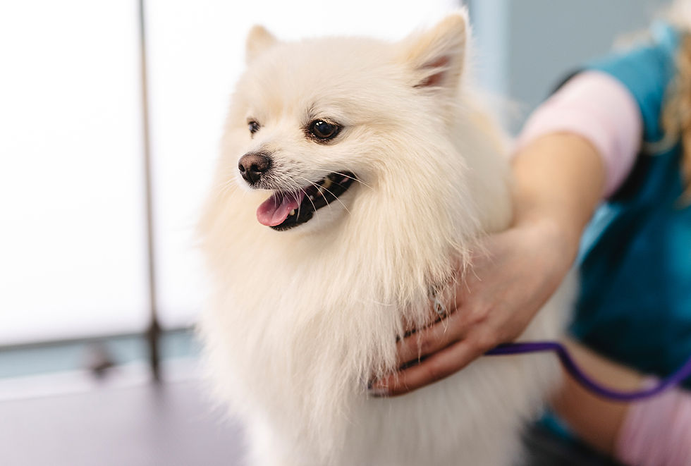 A white Pomeranian dog is examined by a vet with a stethoscope at VEG ER for Pets. 