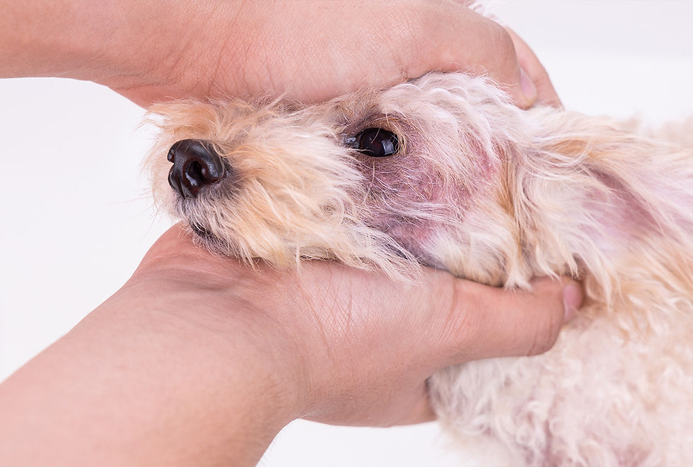 A person holds a dog in their hands to examine the yeast infection around the eyes.