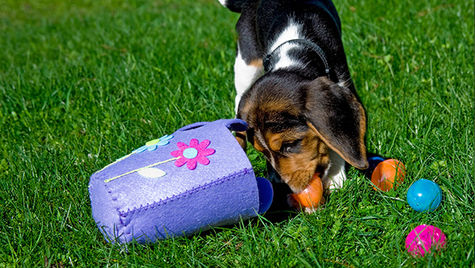A dog with an egg it in its mouth during Easter egg hunt