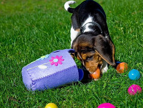 A dog with an egg it in its mouth during Easter egg hunt