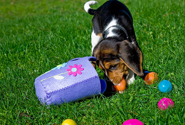 A dog on an Easter egg hunt.