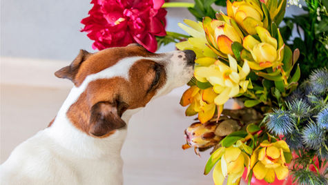 A brown and white dog sniffs a big arrangement of colorful flowers