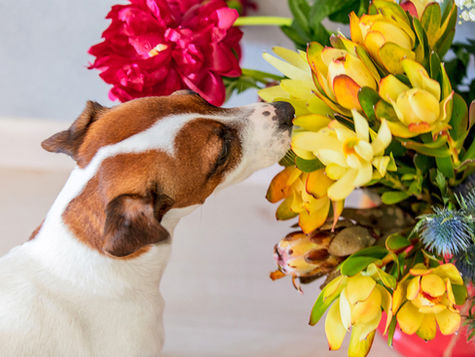 A brown and white dog sniffs a big arrangement of colorful flowers