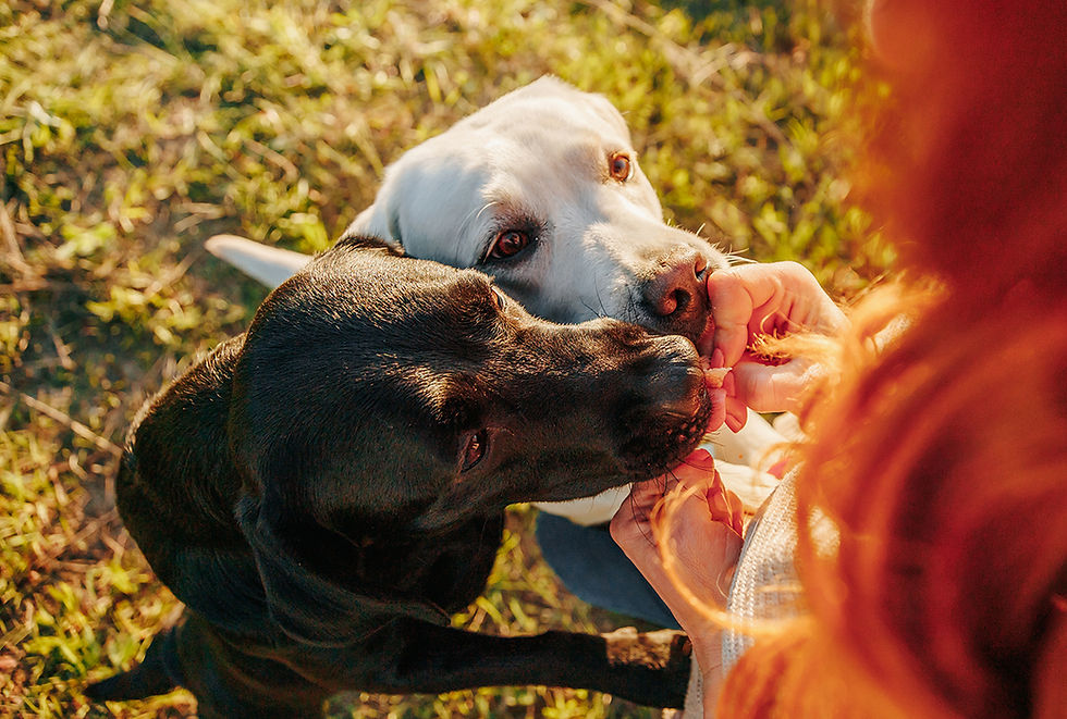 A black dog and a white dog eat a treat from their owner's hand.
