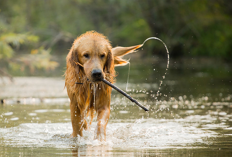 A dog with a stick it its mouth walks through shallow river water.