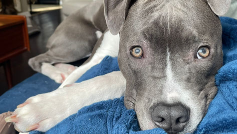 A pitbull that ate ibuprofen rests on a blanket at VEG ER for Pets