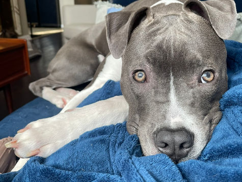A pitbull that ate ibuprofen rests on a blanket at VEG ER for Pets