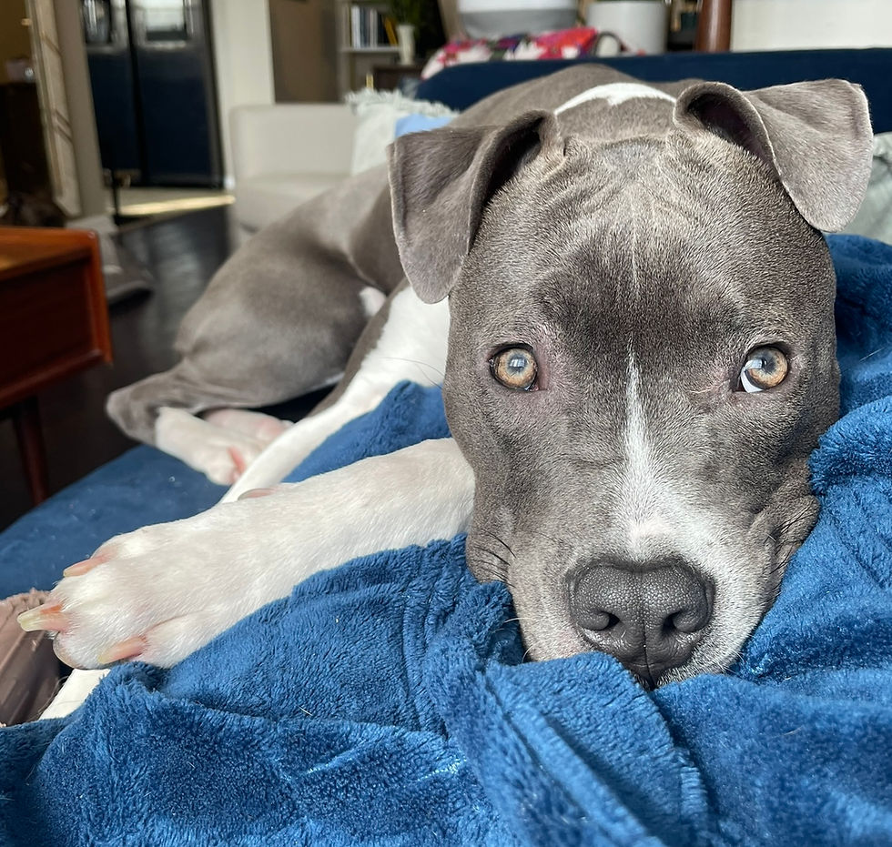 A gray and white dog with a bandaged leg lays on a blanket in a vet hospital.