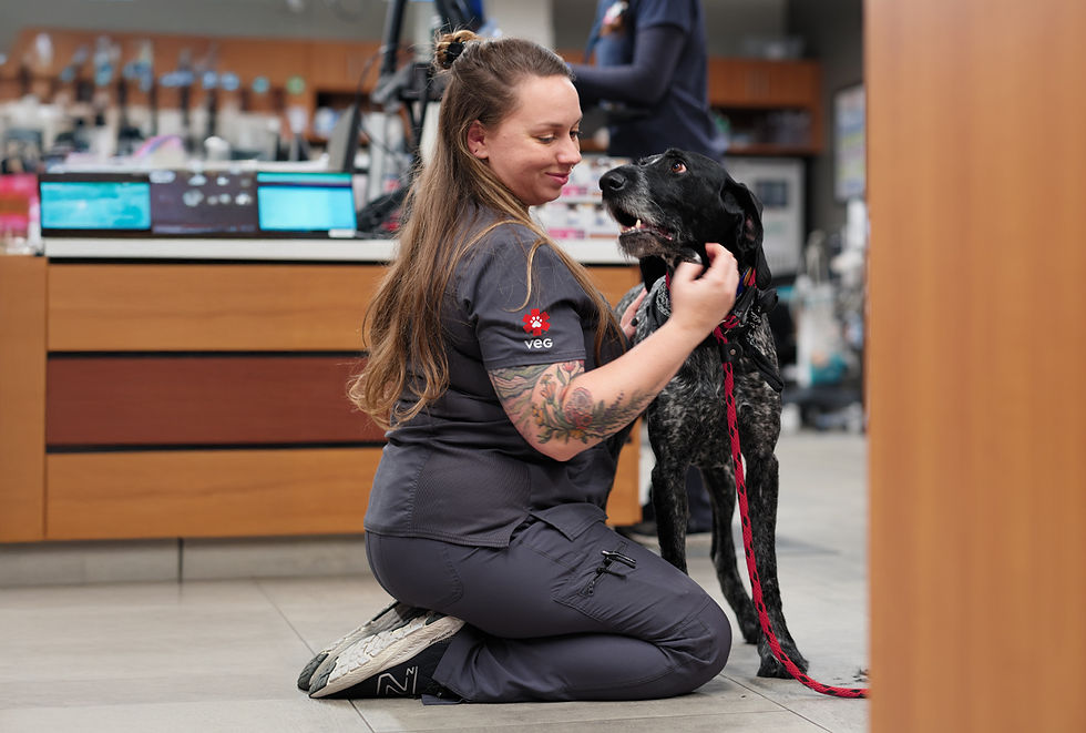 A VEG vet sits on the hospital floor and pets a dog patient.