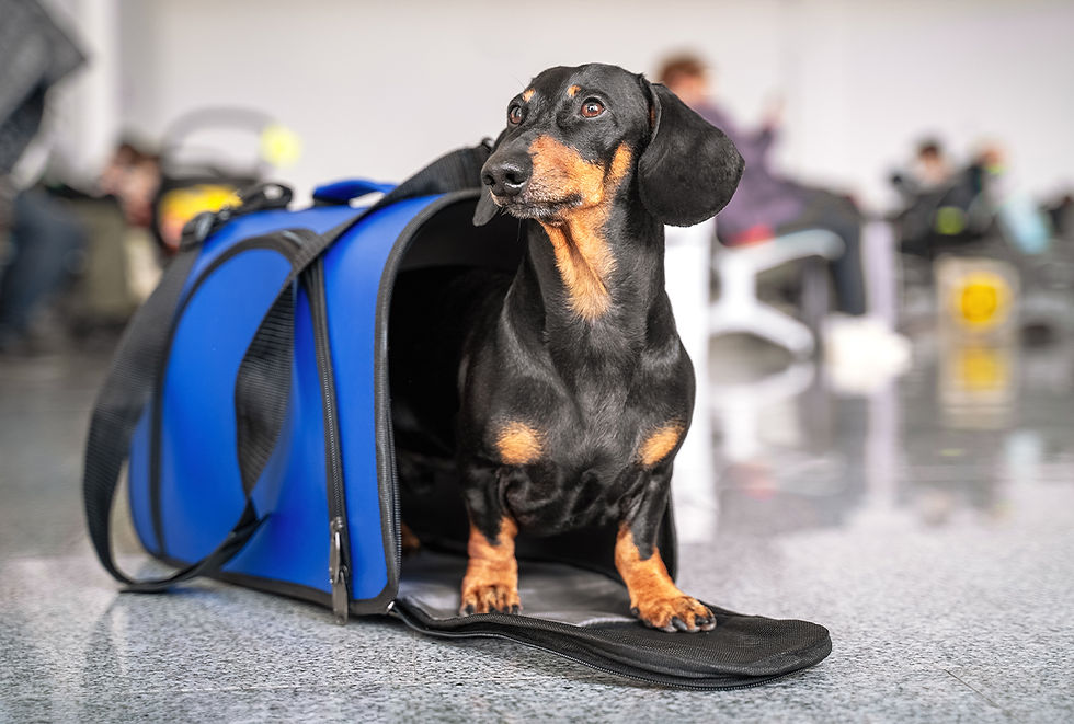 A Dachshund dog steps out of a dog carrier in the airport. 