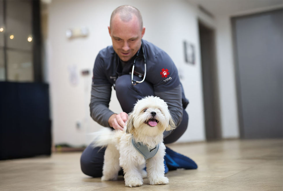 A VEG vet examines a small white dog.