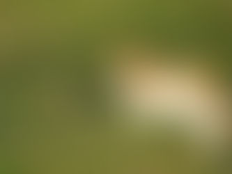 An orange and white cat chases a mouse running on grass.
