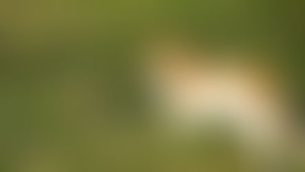 A cat chases a rat through grass