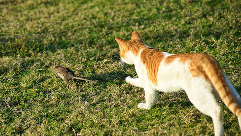A cat chases a rat through grass