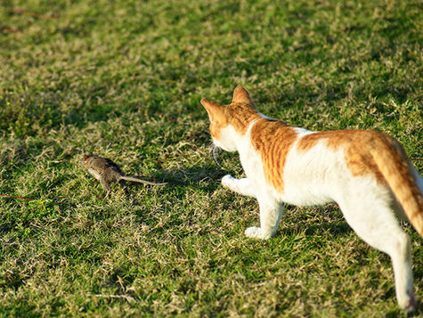 An orange and white cat chases a mouse running on grass.