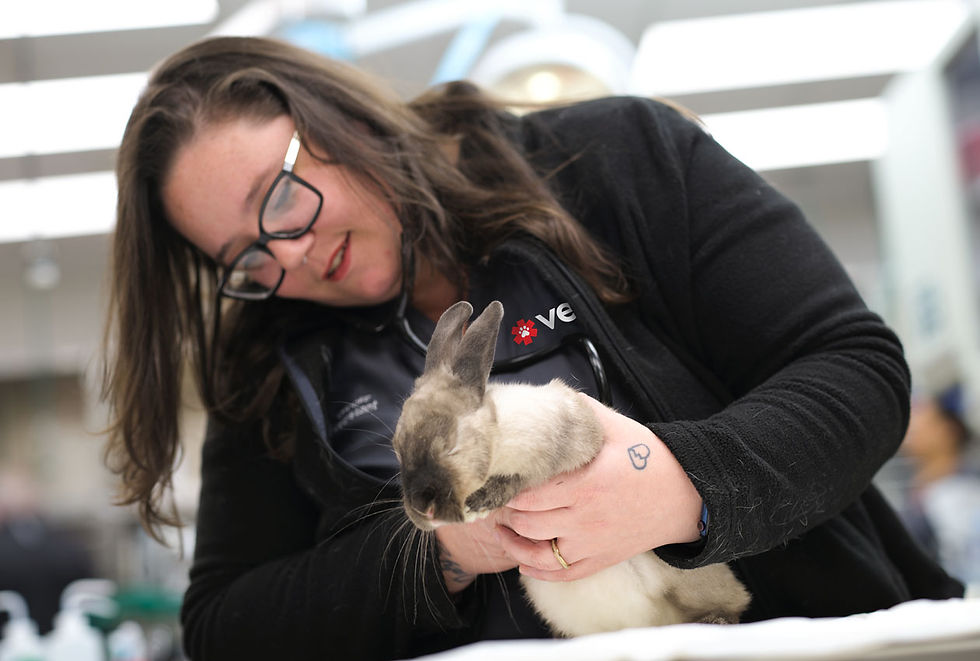 A VEG veterinarian helps a sick rabbit in the hospital. 