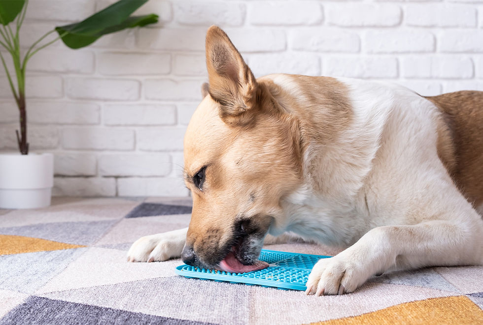 A tan and white dog licks a blue mat on a kitchen floor. 