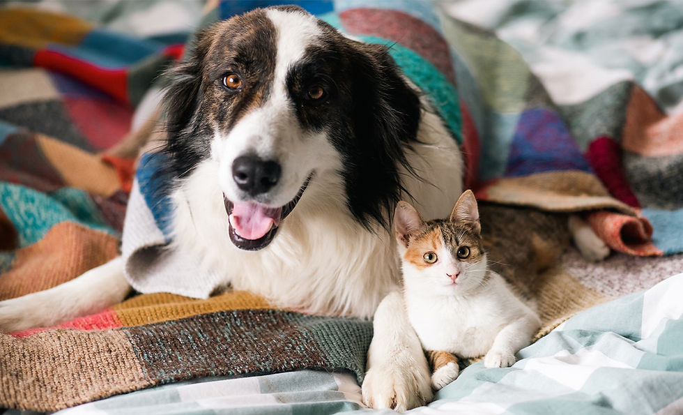 A dog and cat lay side by side on a colorful blanket.
