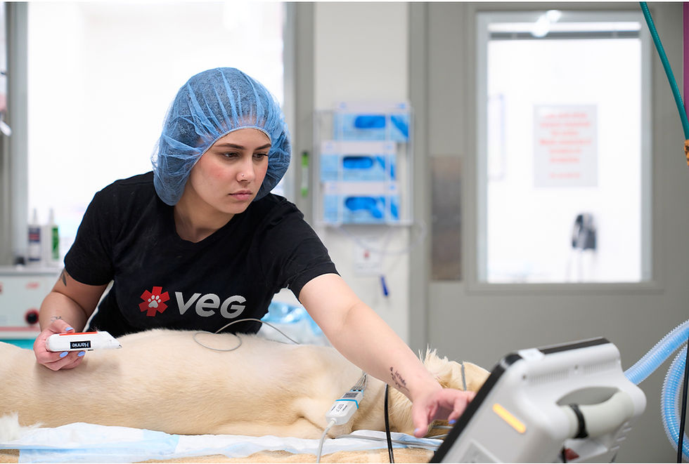 A technician at VEG performs testing on a dog lying on an exam table.