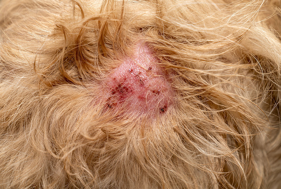 A scratched hot spot skin condition on dog's fur.