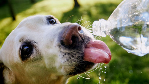 A white dog drinks from a plastic water bottle.