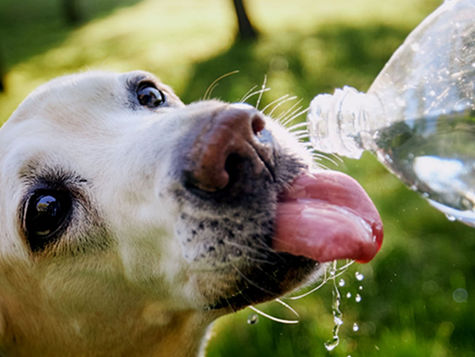 Why is My Dog Not Drinking Water