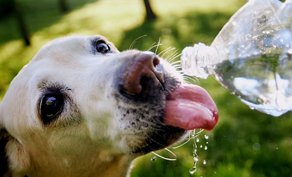 A white dog drinks water from a water bottle.
