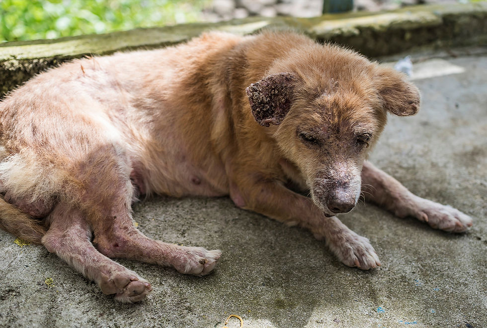 A dog with mange lays on a sidewalk.
