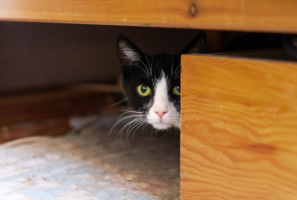 A black and white tuxedo cat peeks its head out from underneath furniture.