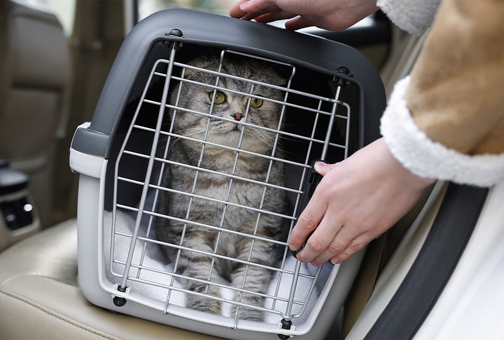 A gray striped cat lays down in a cat carrier as an owner places the pet in a car.