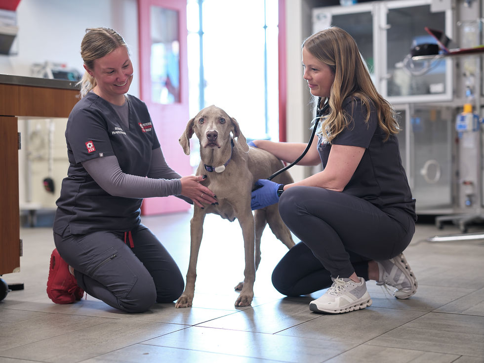 Two veterinarians crouch down to treat a gray dog standing on the hospital floor. 