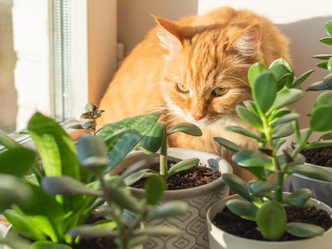 A cat looks curiously at potted plants. 