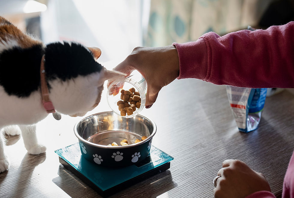 A person pours cat food into a cat bowl as a black and white cat looks on.
