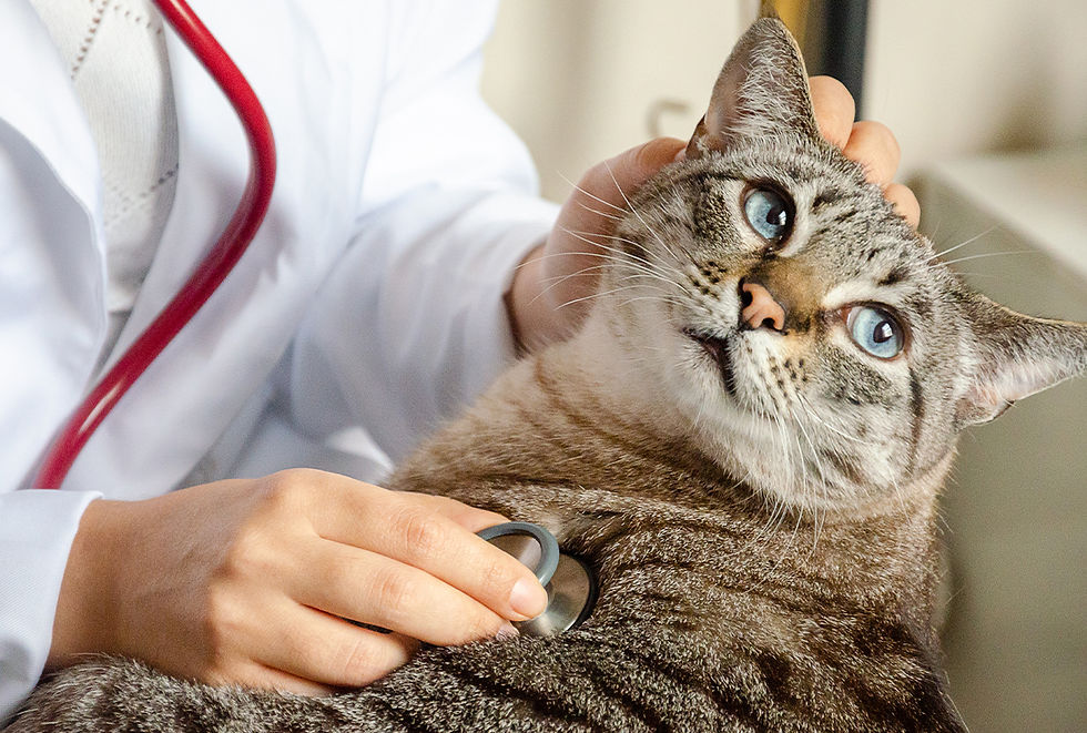 A vet uses a stethoscope to listen to a tabby cat's heartbeat.