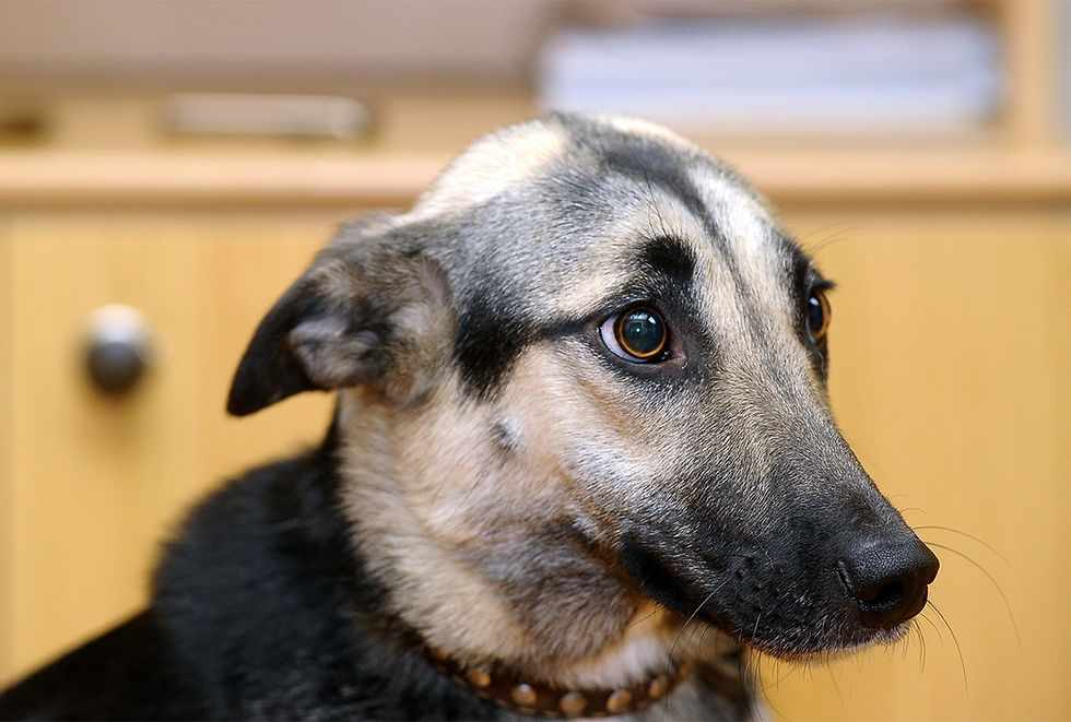 A dog can swallow a sock and other clothing quickly. But don't wait until it passes, because this is a life-threatening emergency. VEG ER for Pets is open 24/7 to give your dog immediate help.