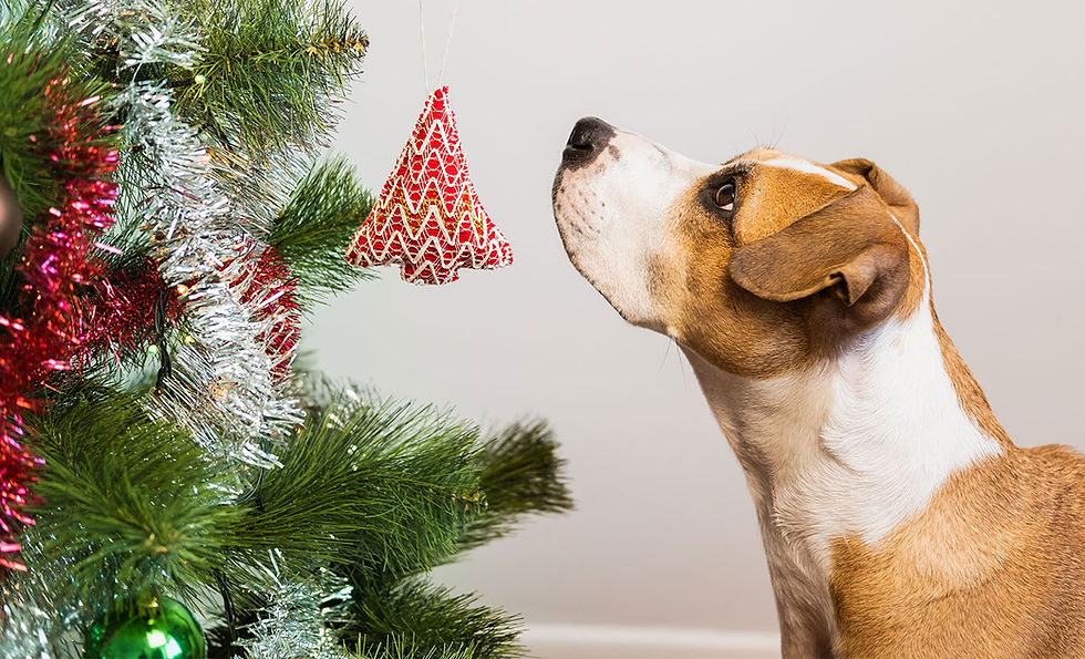 A dog looks up at a decorated Christmas tree.
