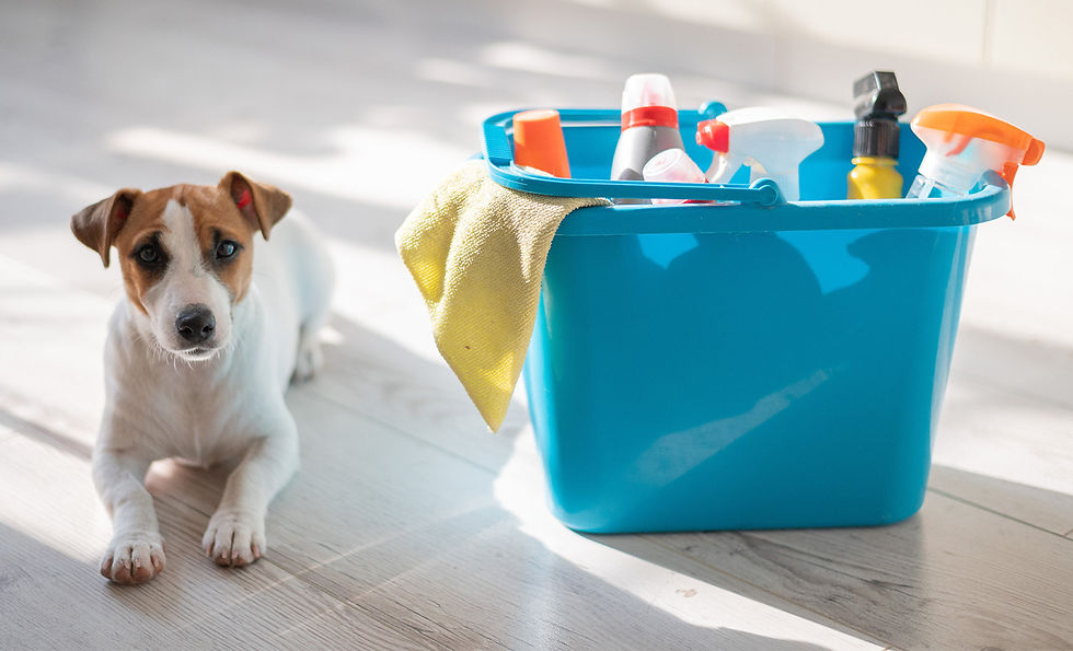 A white dog with brown ears sits next to a bucket of cleaning products.
