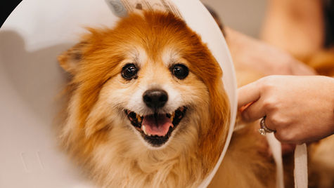 A Pomeranian dog with a UTI is wearing a recovery collar in a hospital setting 